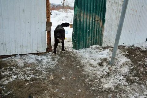 Собаки на территории детского сада