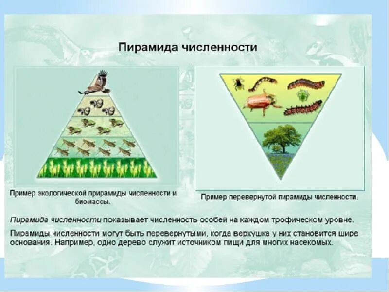 Экологическая пирамида численности. Перевернутая экологическая пирамида. Экологические пирамиды пирамида чисел. Экологическая пирамида биомассы Перевернутая. Пирамиды биомассы биоценозов.