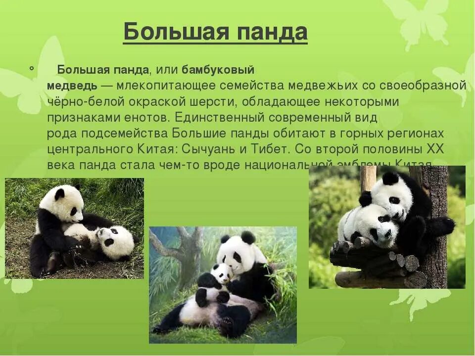 Доклад про панду. Презентация про панду. Доклад о большой панде. Большая Панда доклад.
