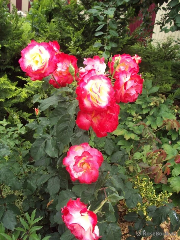 Rose Double Delight Flowers, Rose, Double delight
