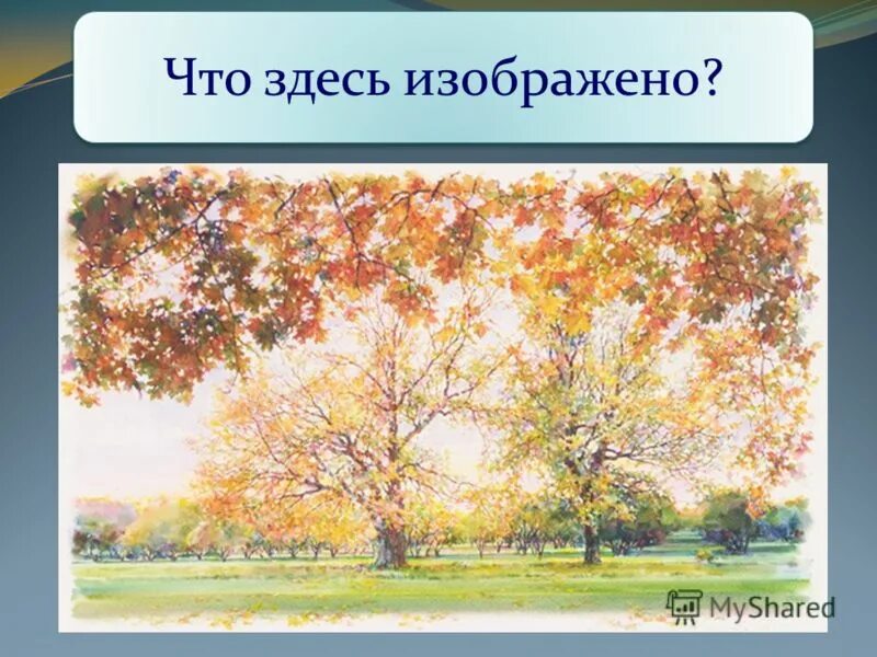 Это здесь. Найти сову среди котов. Сколько здесь животных. Головоломки найди животных. Найдете здесь изображенным.