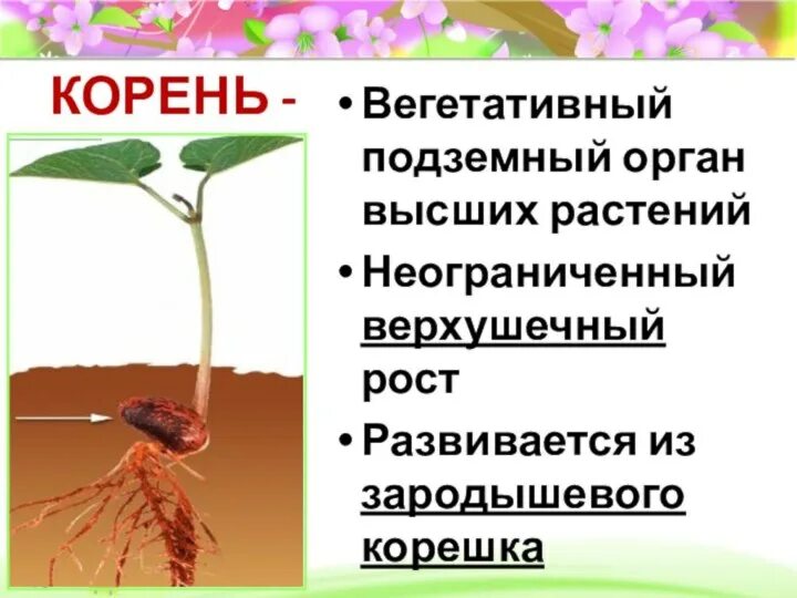 Движение органов растений или изменение. Органы растений корень. вегетативные органы корень. корень вегетативный орган растения. корень это подземный орган растения.