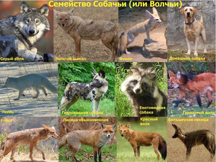 Волк тип животного