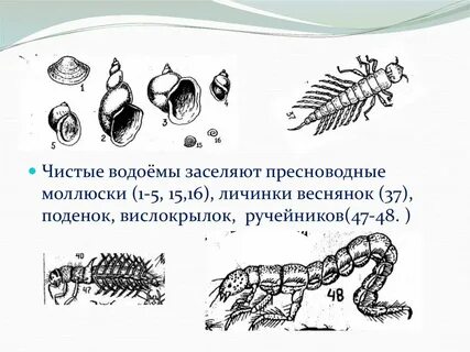 Личинка редуцент