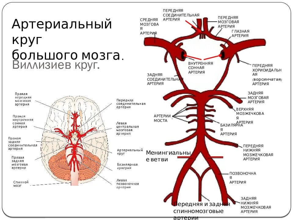 Артерии основания головного мозга Виллизиев круг. Схема кровообращения головного мозга Виллизиев круг. Артерии головного мозга анатомия Виллизиев круг.. Артерии Виллизиева круга анатомия.