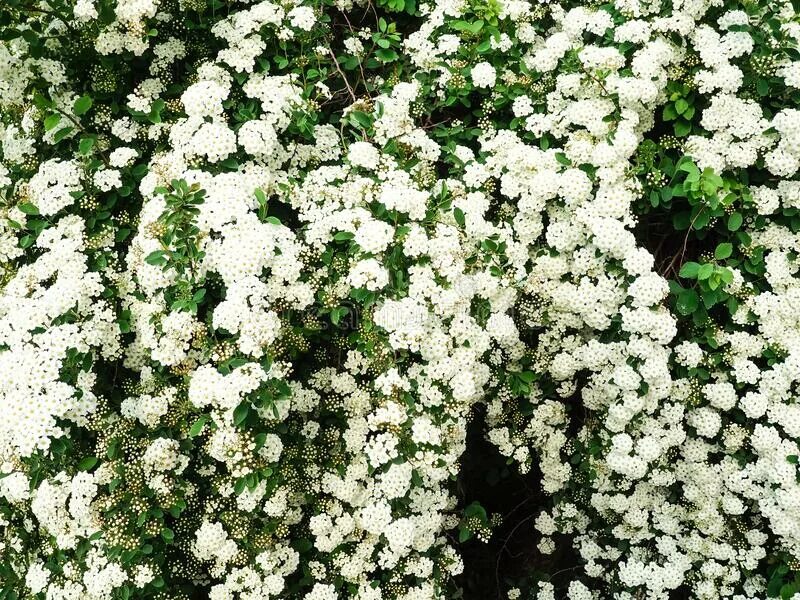 Спирея метельчатая белая. Spiraea cantoniensis. Белые цветы куст. Летние кустарники с белыми цветами.