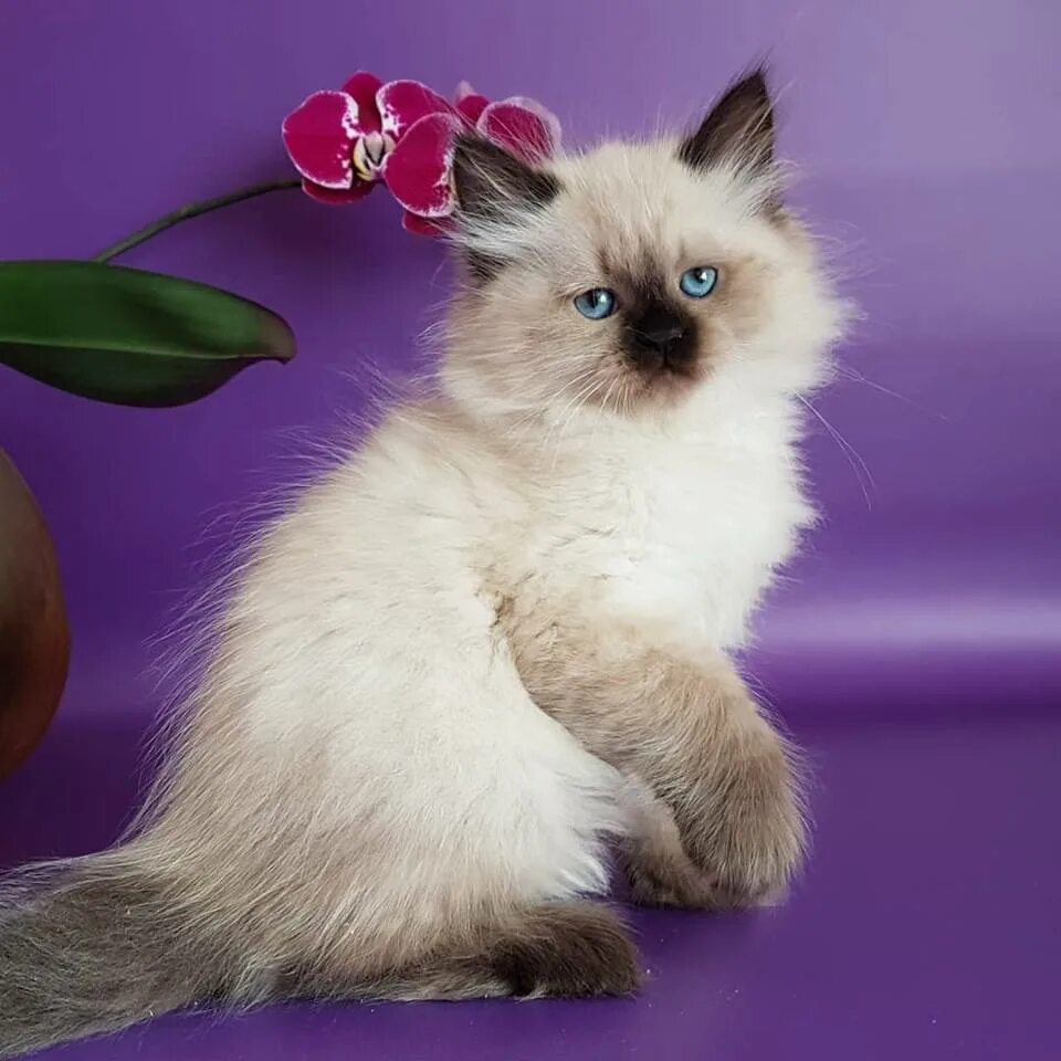 невская маскарадная кошка с котятами. невский маскарадный сиамский. невская маскарадная кошка. котята невской маскарадной. авито маскарадная кошка.