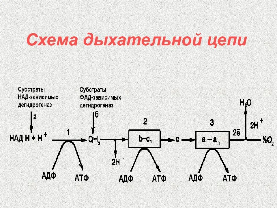 Цикл субстрата