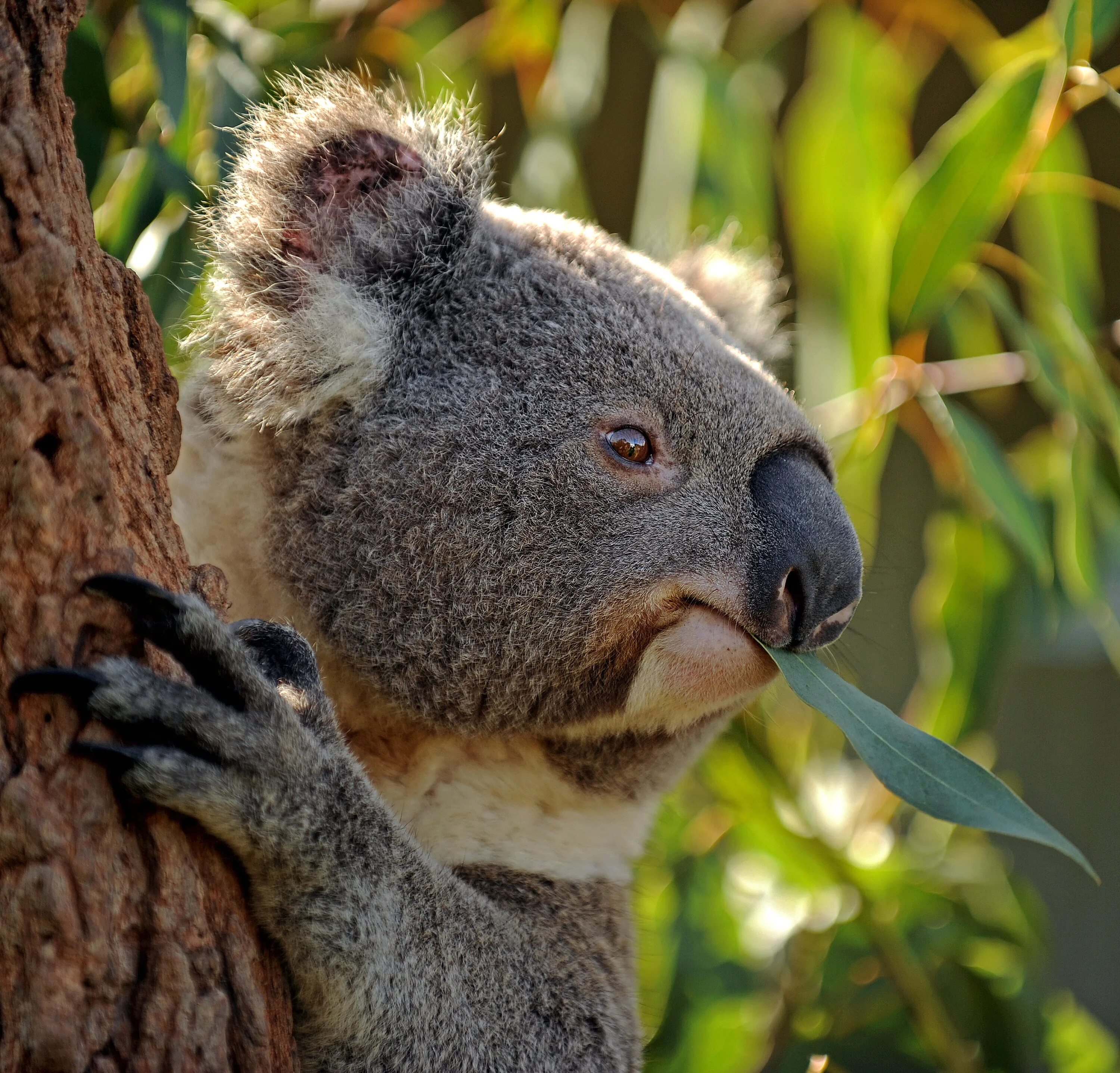 Животные Австралии коала. Австралия сумчатые коала. Сумчатые медведи Австралии. Мишка коала. Австралийская коала