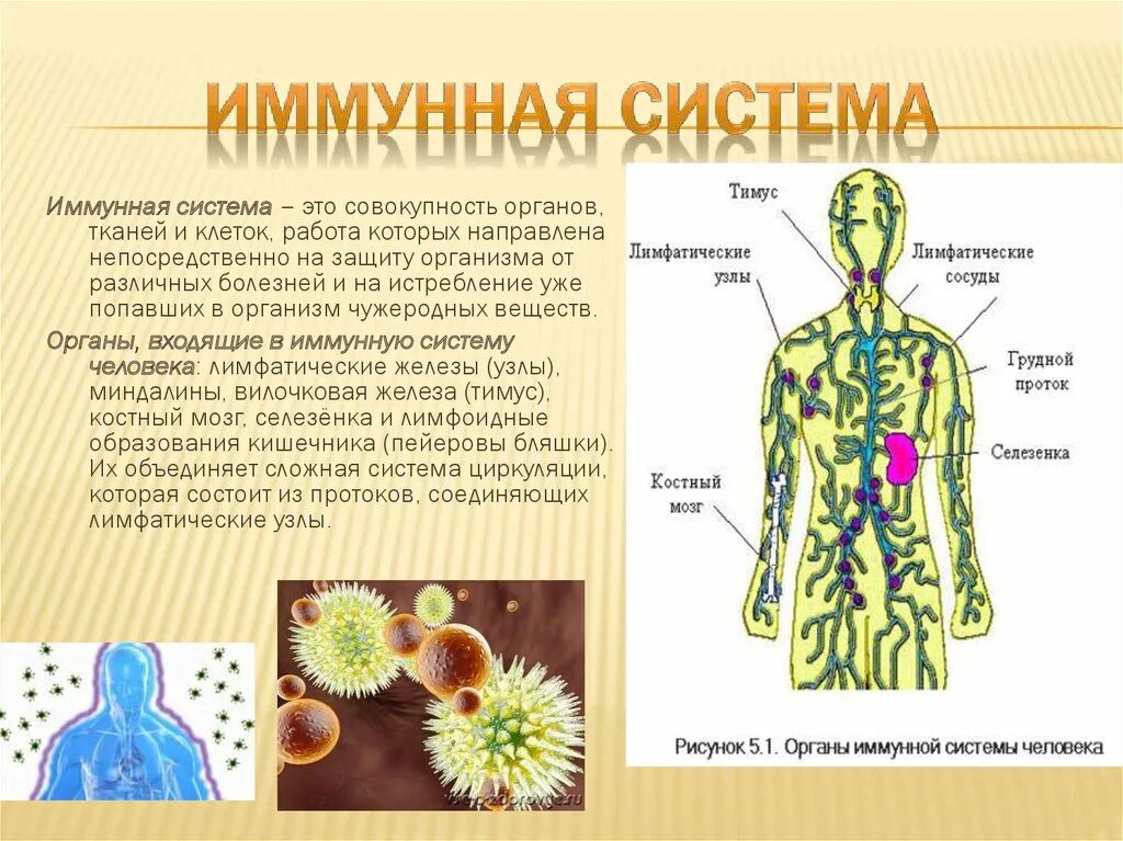 Иммунная система из чего состоит и функции. Схема иммунной системы организма человека биология 8 класс. Строение иммунной системы человека схема. Иммунная система человека схема 8 класс. Иммунная биология