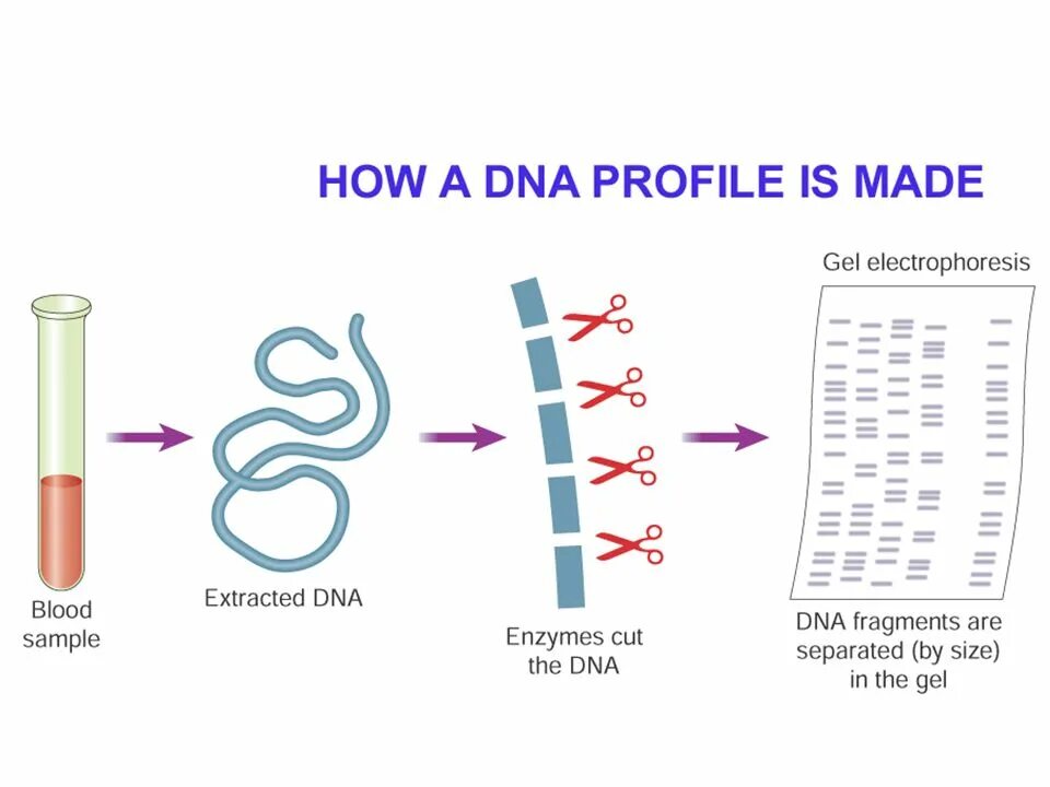 DNA profiling. ДНК профиль. DNA Fingerprinting. DNA components.