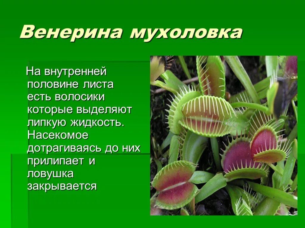 Питание растений хищников. Венерина мухоловка морфологические адаптации. Венерина мухоловка Дикая. Насекомоядное растение Венерина мухоловка. Венерина мухоловка класс.