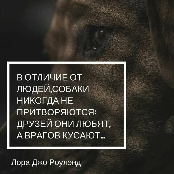 Строчки про собак. Цитаты про собак. афоризмы о преданности собак. цитаты про животных. афоризм про собаку и человека.