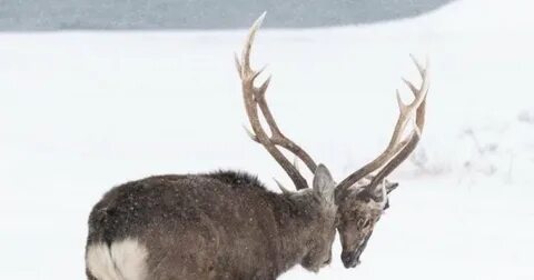 Почему нижний олени