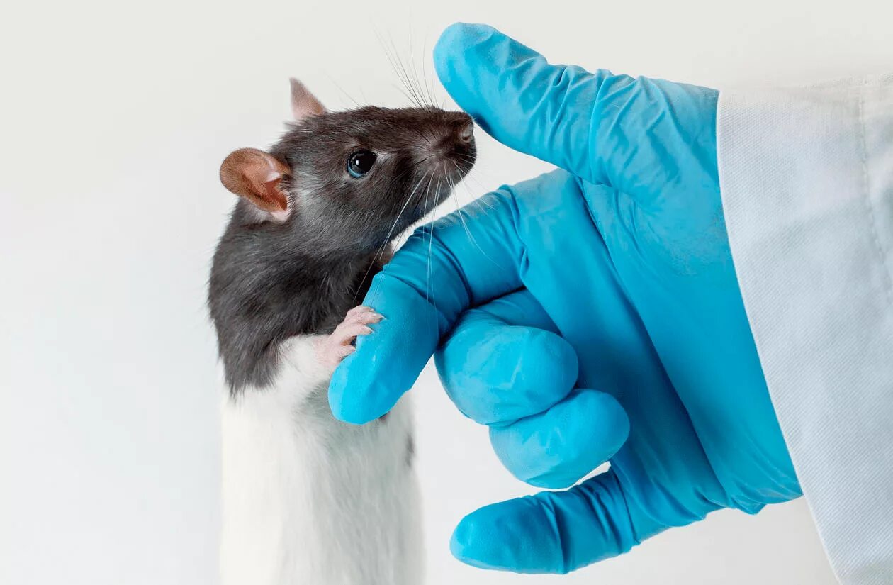 Экспериментальная мышь. Лабораторные животные. Лабораторные исследования животных. Лабораторные мыши. Мыши в лаборатории.