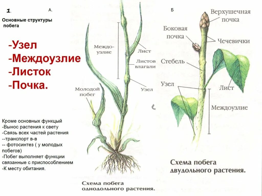 Междоузлие у побега. Строение побега узел междоузлие. Строение побега с удлиненными междоузлиями. Побег узел междоузлие лист стебель.