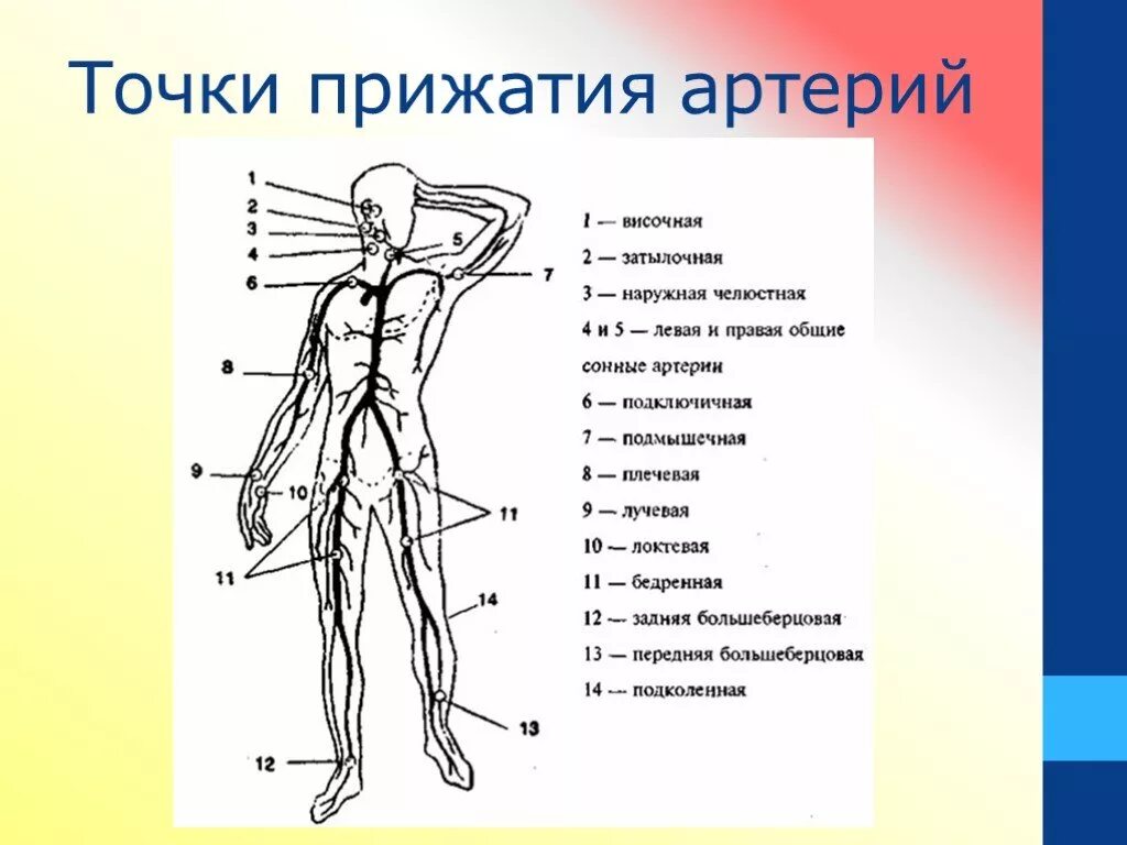 Схема точки прижатия сосудов. Точки прижатия артерий к кости при артериальном кровотечении рис 20. Схема точек пальцевого прижатия артерий при кровотечении. Места прижатия артерий при кровотечениях анатомия. 13 точка человека