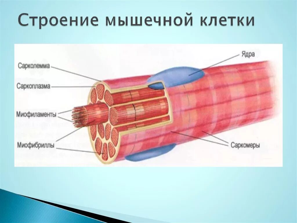 Строение мышечной клетки. Строение скелетной мышцы рисунок. Мышечное волокно строение клетки. Мышечные волокна структура клетки ядра.