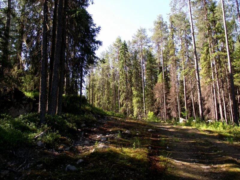 Костомукша город в Карелии. Костомукша достопримечательности. Костомукша фото. Костомукша осенью.