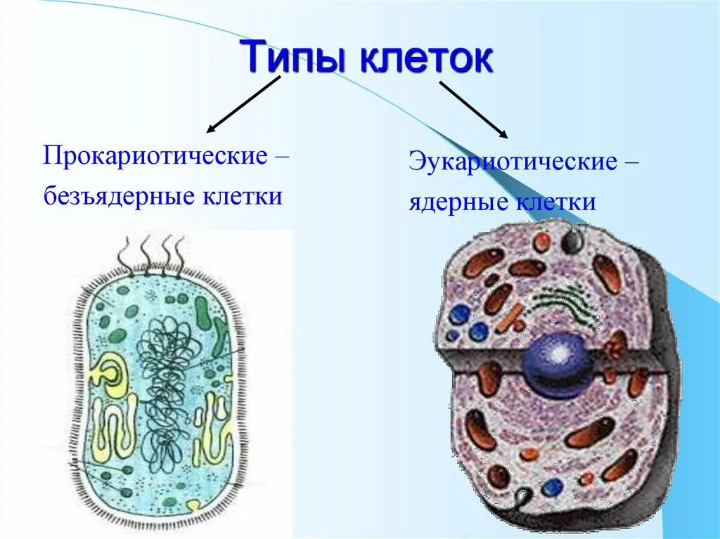 Эукариотический организм прокариотический организм. Типы клеток. Безъядерные клетки. Виды клеток биология. Прокариотический Тип клетки.