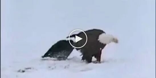 Что значит ловить ворон. Ворона себя клюет. ворон клюет дельфина. ворона клюет на воздухе.