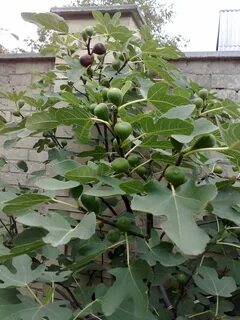 Инжир саженцы сорта