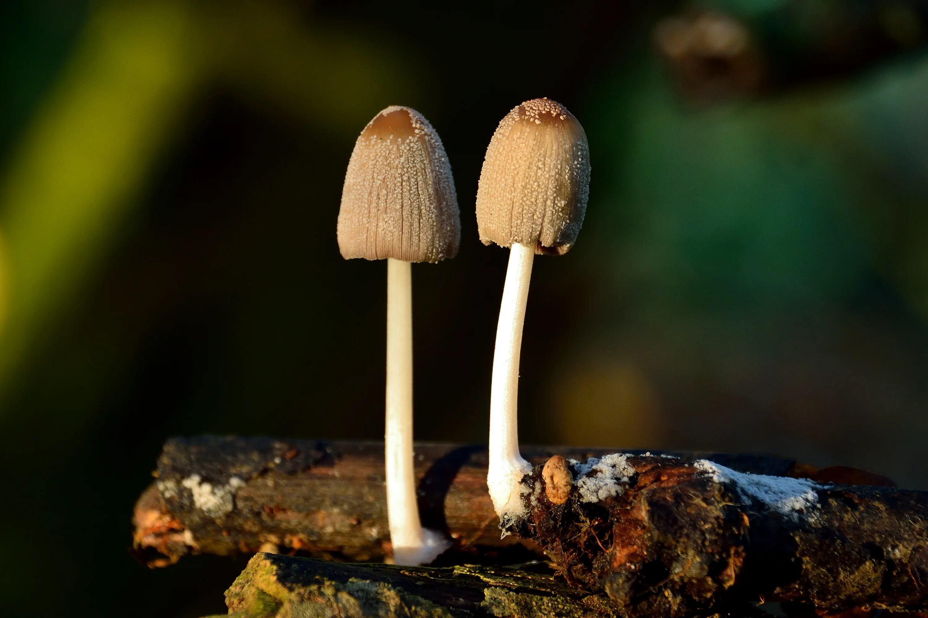 Рядовка tricholoma albobrunneum. Гриб на темной ножке. Толкачики грибы. Гриб навозник поганка. Mycena leaiana.