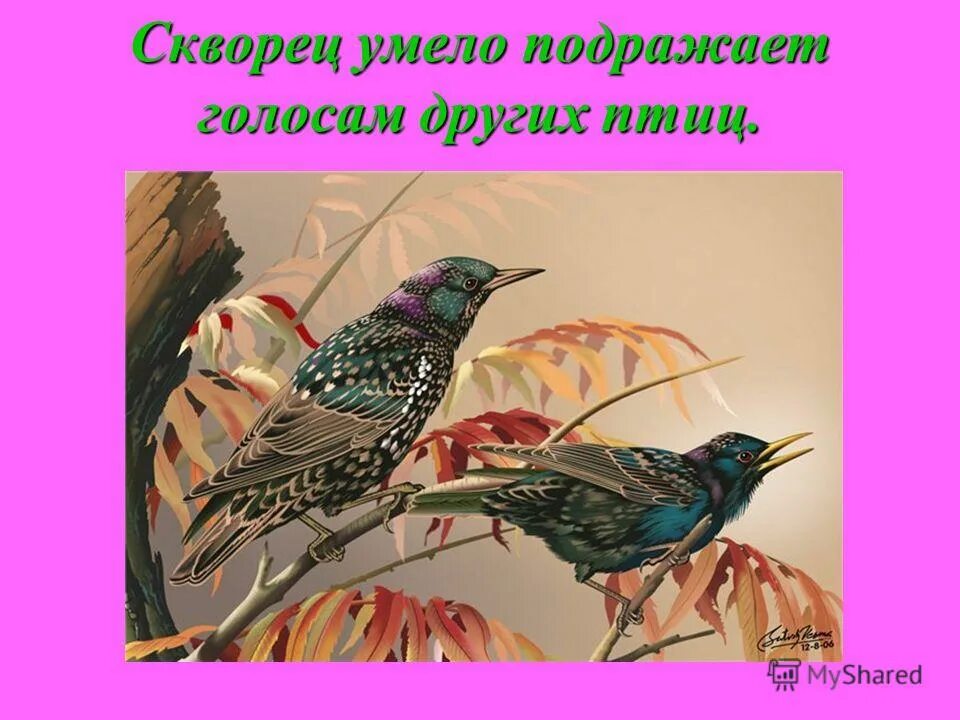 срок продолжительности жизни птиц. птица подражатель. птица которая подражает. вороны срок жизни. какая птица подражает голосам.