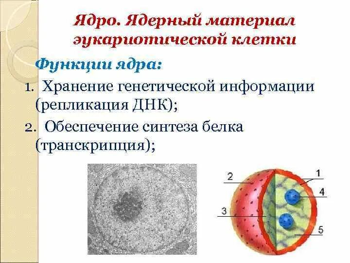 Структура ядра эукариотической клетки. Строение ядра эукариотической клетки. Ядрышко функции.