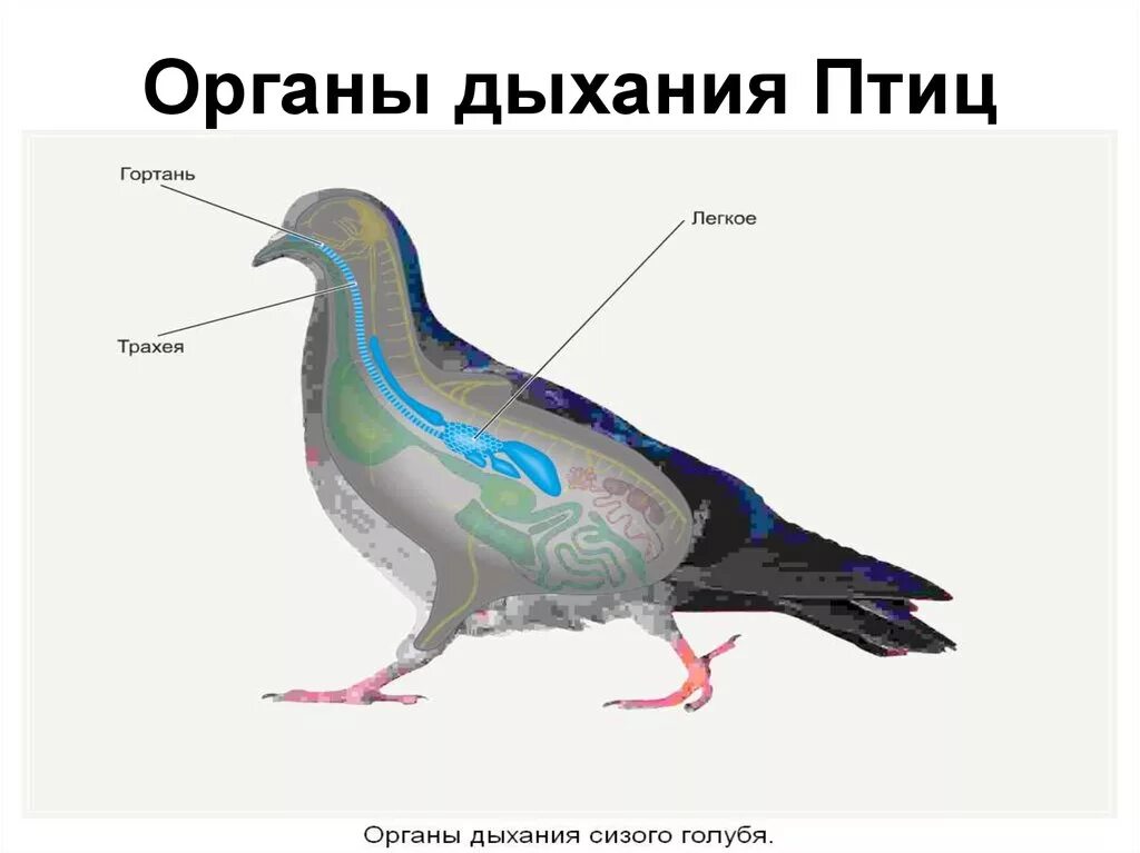 Дыхание птиц является. Органы дыхательной системы птиц. Строение дыхательной системы птиц. Дыхательная система птиц животных схема. Класс птицы строение дыхательной системы.