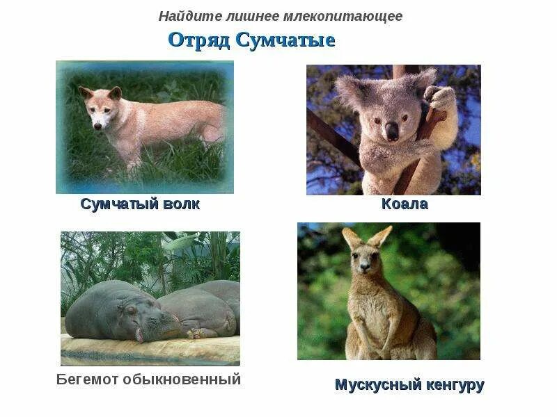 Представители какого отряда отличаются сложным поведением млекопитающих. Млекопитающие представители. отряд сумчатые. отряд сумчатые представители. кенгуру отряд млекопитающих.