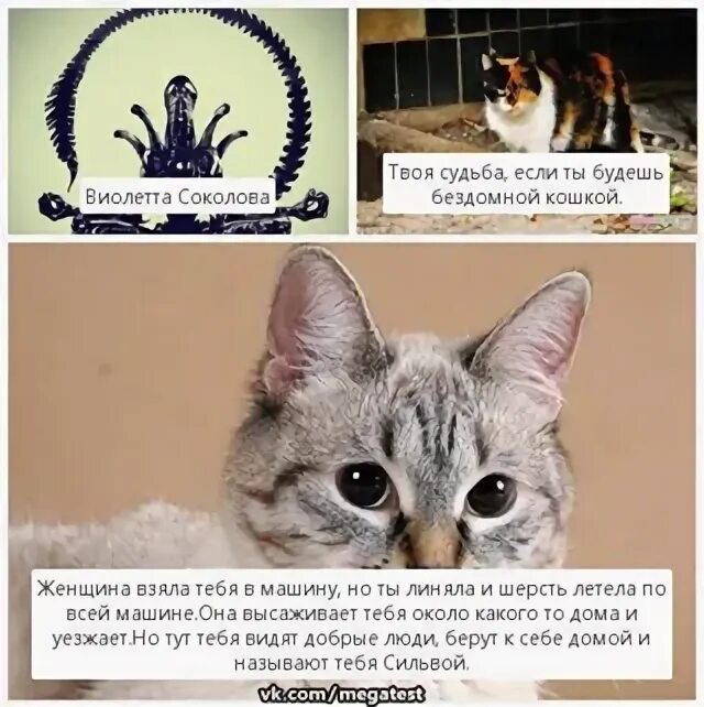 Котята violetta sokolova 5mewmet. Котята violetta sokolova 5mewmet. Котята violetta sokolova 5mewmet. Котята violetta sokolova 5mewmet. Котята violetta sokolova 5mewmet.
