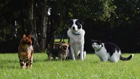 Cat dog green