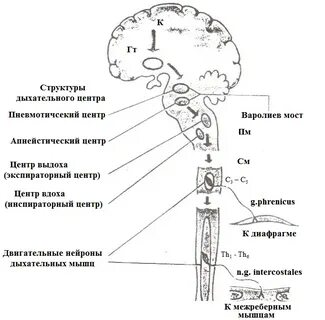 Организация дыхания