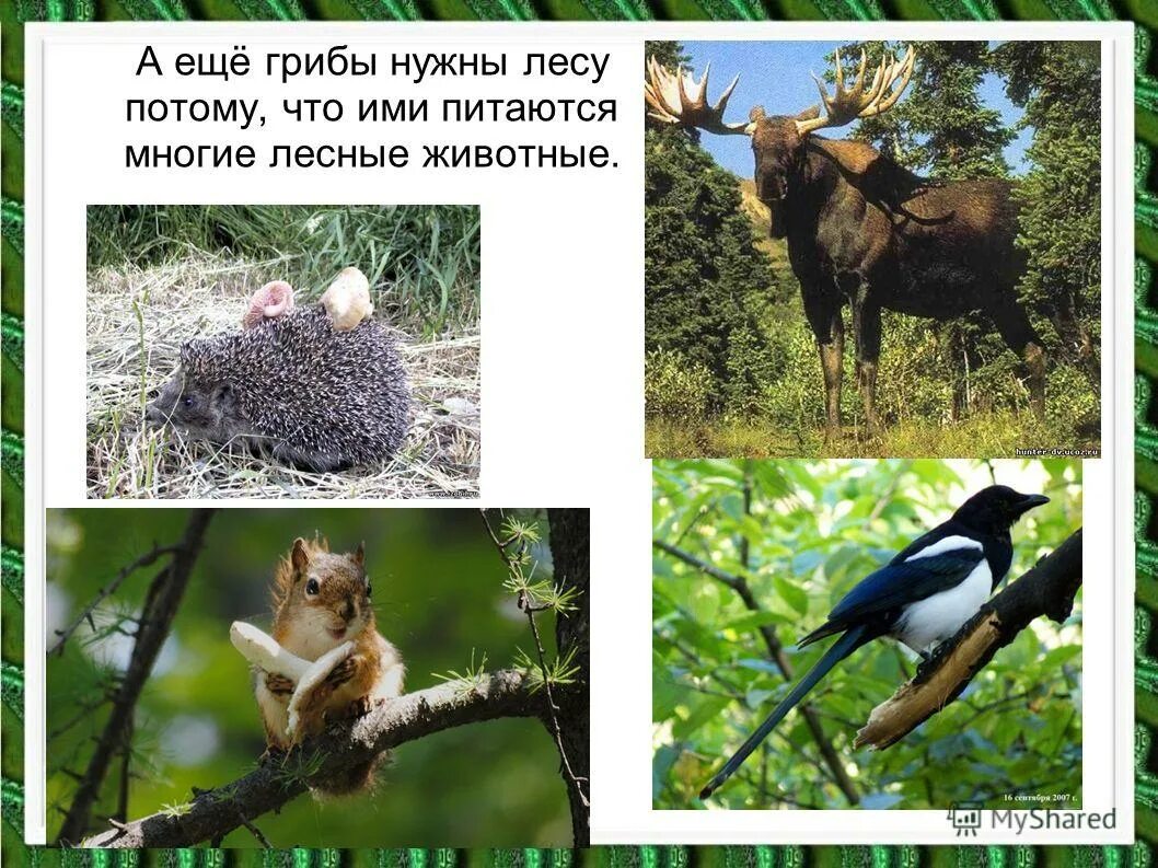 Звери в лесу. Лесные животные. Европейская лань беловежская пуща. Кому нужны деревья в лесу. Животным в лесу нужно.