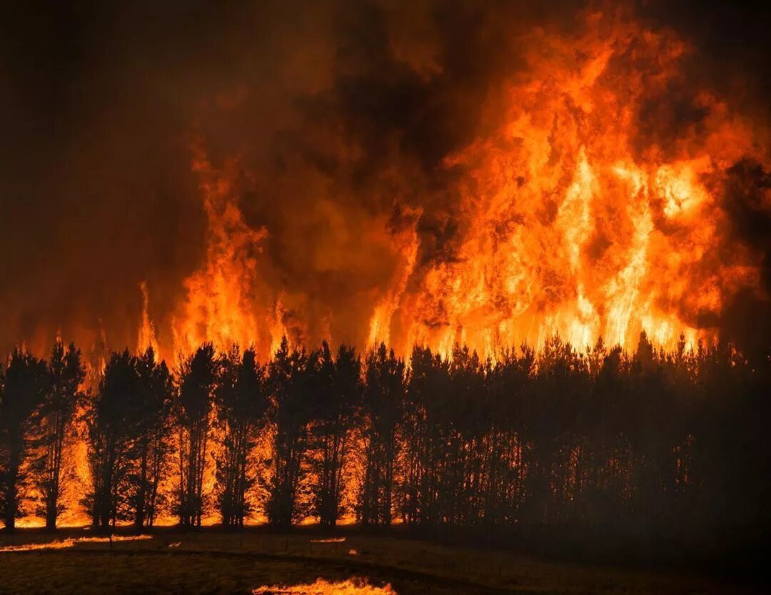 Лесные пожары в Австралии 2019-2020. Пожар в лесу. П Лесной. Лес в огне. Дальний сгорел