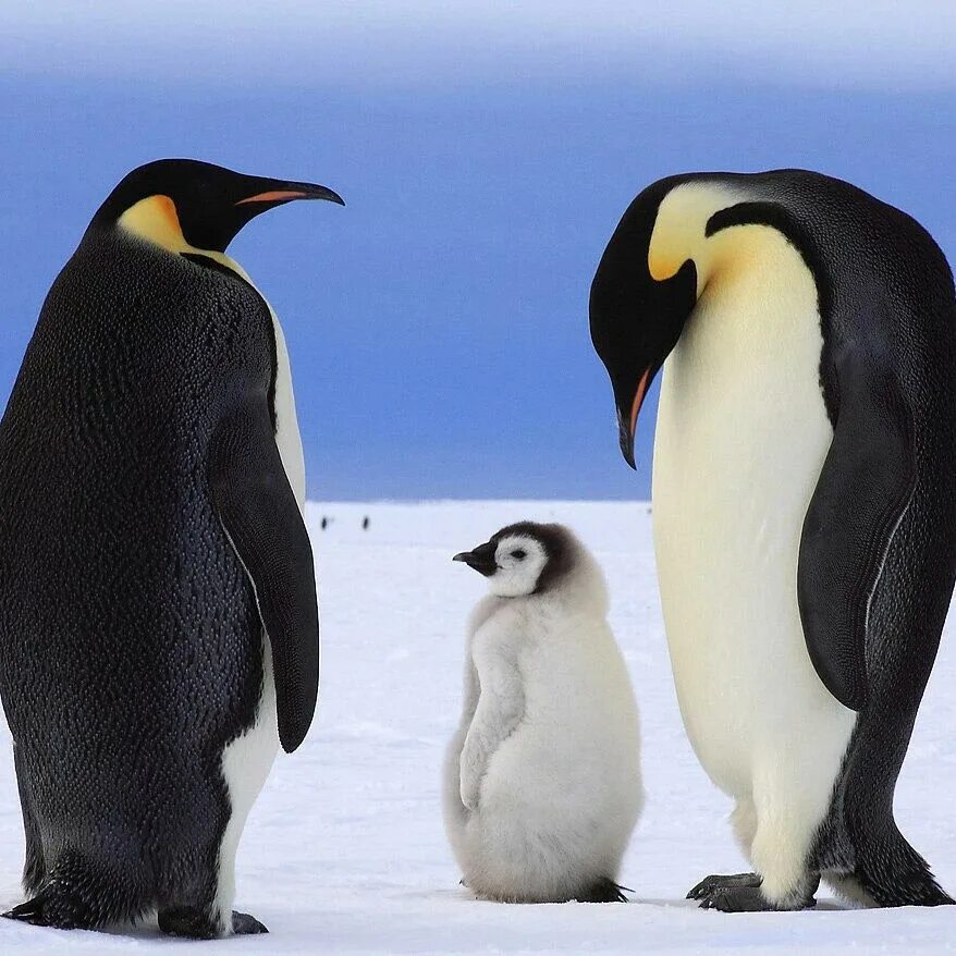 Императорский Пингвин в Антарктиде. Птенец Императорского пингвина. Пингвин породы Императорский. Emperor penguin