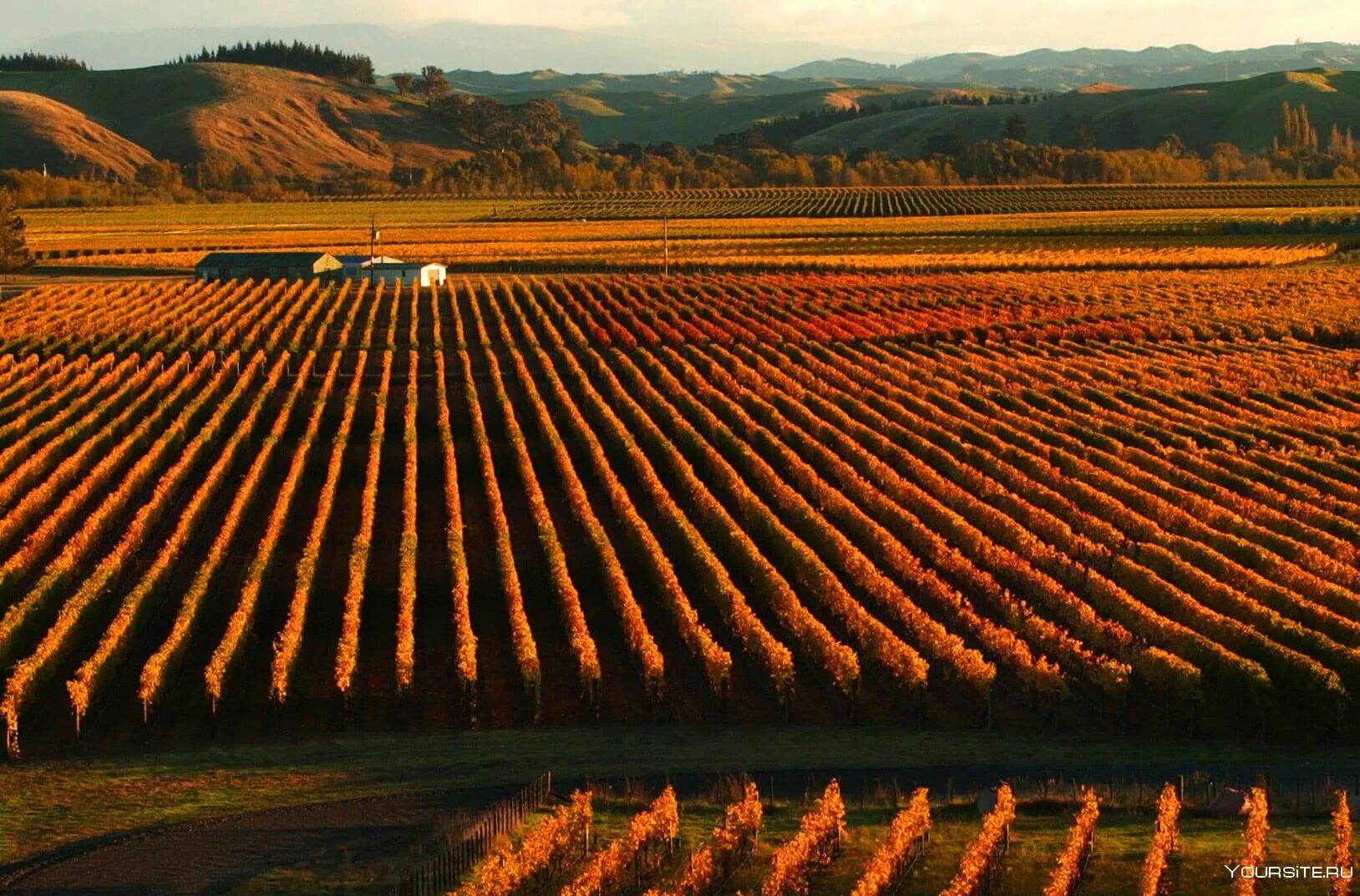 Регионы виноделия новая зеландия. Особенности хозяйства новой зеландии. Новая зеландия равнины. Вайхеке новая зеландия. Винодельня новая зеландия.