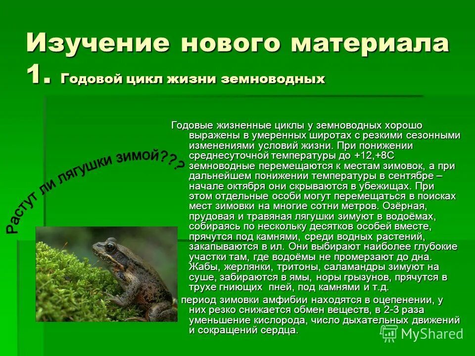 Сезонные изменения в жизни организмов. Годовой жизненный цикл земноводных 7 класс. Сезонные изменения в жизни земноводных. Сезонные изменения в жизни земноводных. Годовой цикл жизни земноводных.