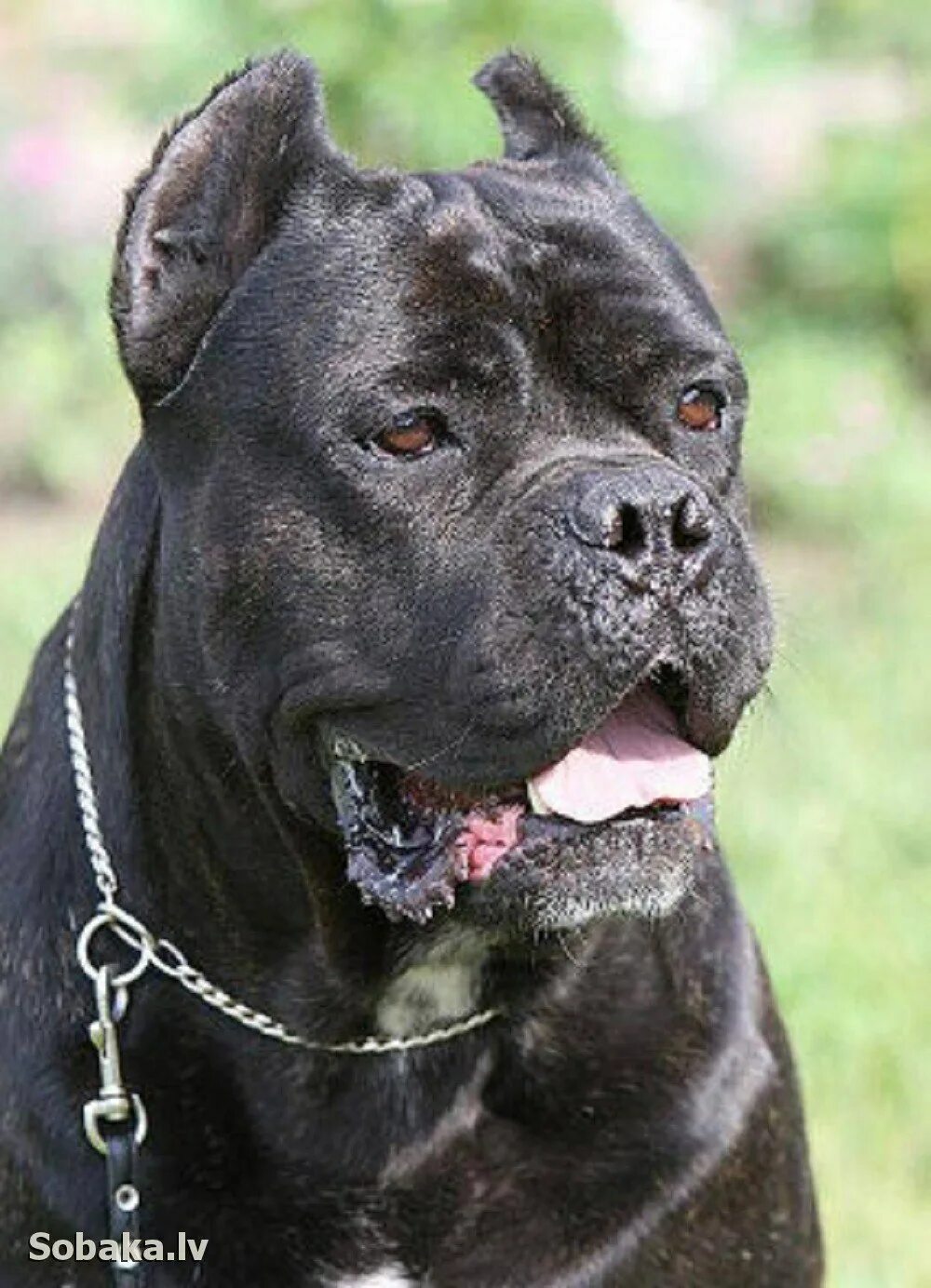 Чиапа де корсо питомник. Итальянский корсо фото. Корсо порода собак кане корсо. Итальянский корсо фото. Канекор.