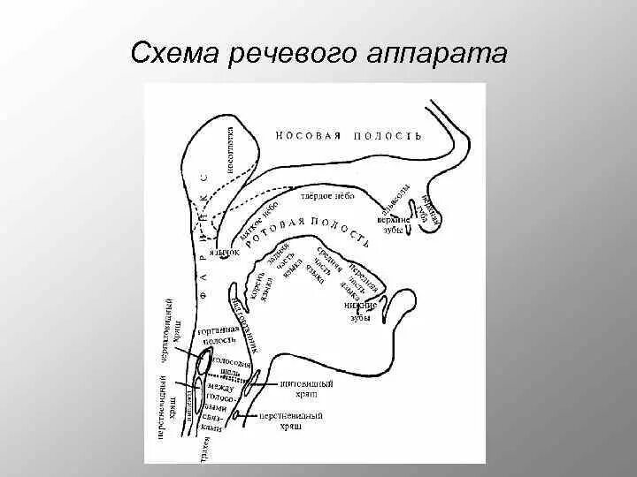 Структура речевого аппарата. Схема иннервации речевого аппарата. схема строения речевого аппарата логопедия. периферический речевой аппарат схема. строение периферического речевого аппарата логопедия.