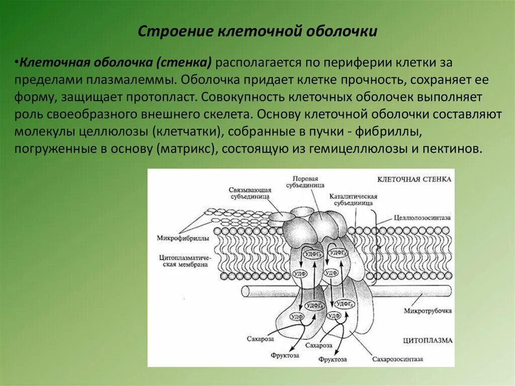 Придает клетке прочность и определяет ее форму
