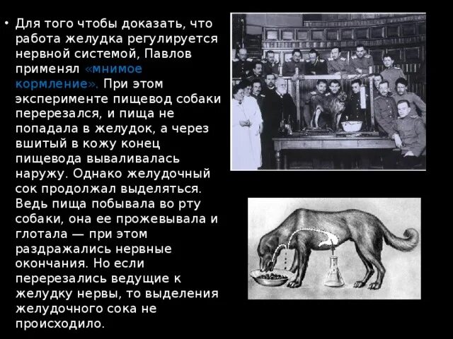Эксперимент павлово. Иван петрович павлов эксперименты над собаками. павлов иван петрович собака павлова. иван петрович павлов собака. описать опыт павлова.