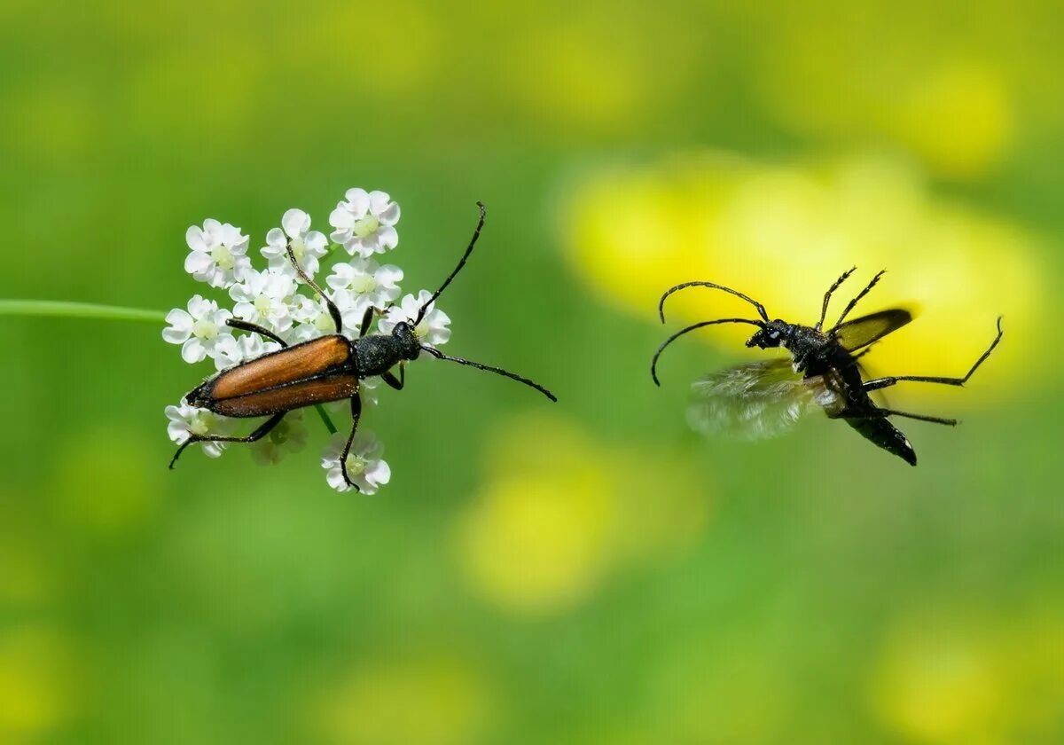 жук наездник. летающие насекомые. ползающие летающие насекомые. ползающие летающие насекомые. насекомые (с наклейками).