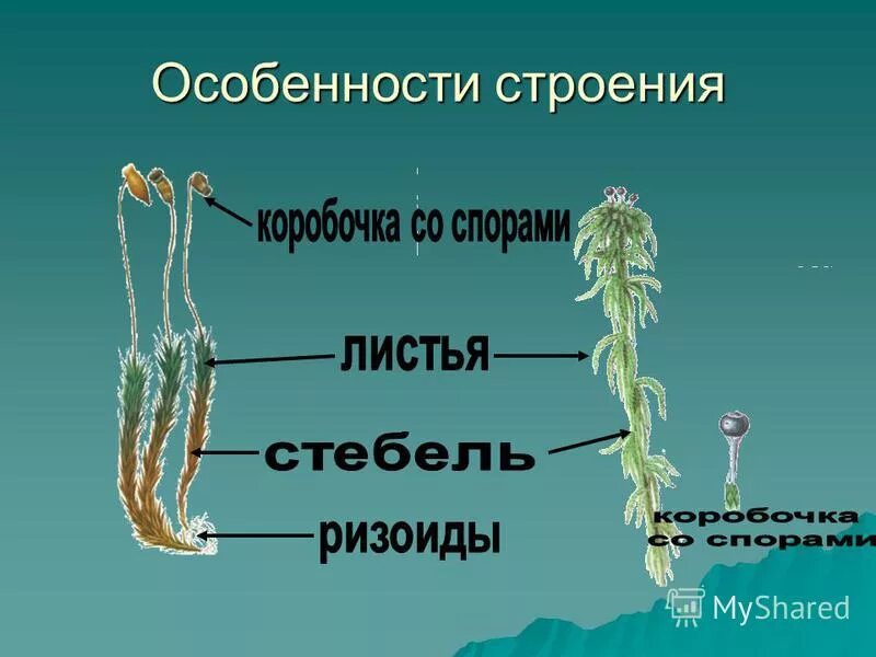 Органы моховидных