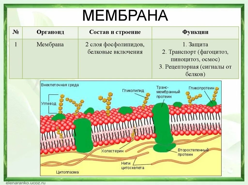 Основой мембран клеток. Структура клетки плазматическая мембрана. Плазматическая мембрана структура и функции. Плазматическая мембрана строение и функции. Биология 5 класс плазматическая мембрана строение и функции.