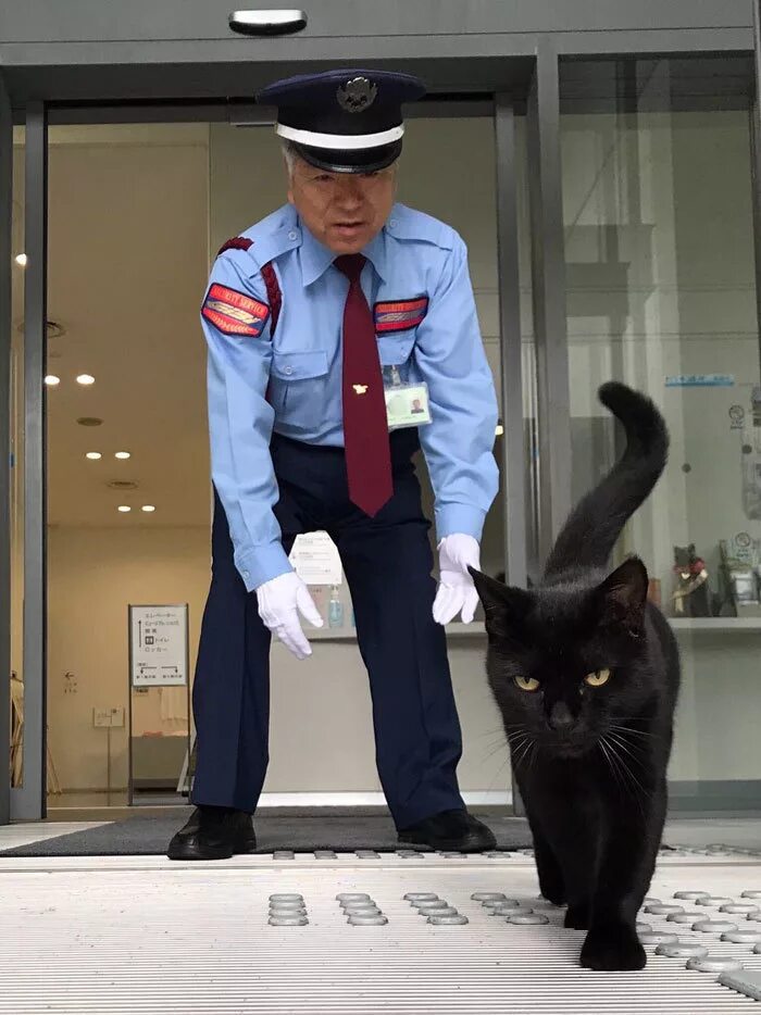 Коты в Японии. Кошка охрана. Кот охранник. Коты и охранник в Японии. Кот сторож