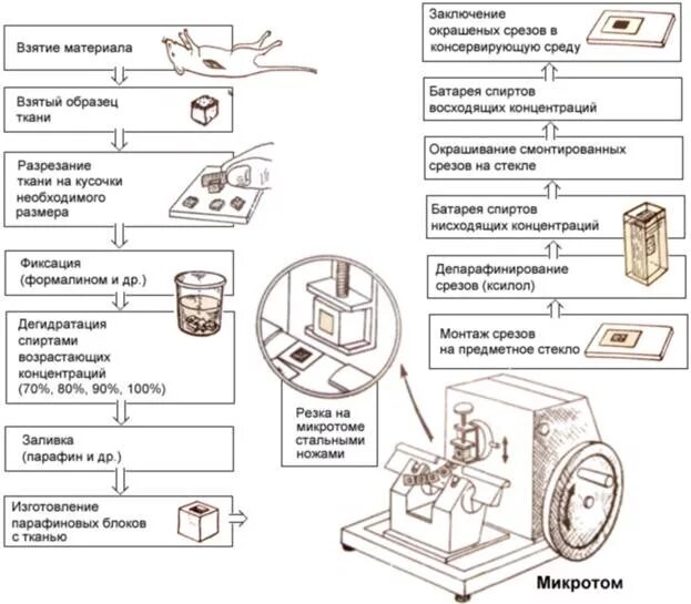 Приготовление срезов. Схема изготовления гистологических препаратов. Последовательность этапов изготовления гистологического препарата. Этапы приготовления гистологических препаратов. Схема приготовления гистологического препарата.