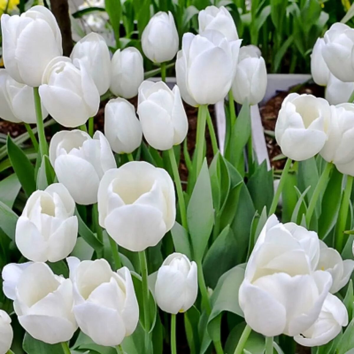 Тюльпан уайт прауд. Белые тюльпаны сорта. ). Сорт тюльпанов white marvel. Тюльпан уайт либерстар (white liberstar).