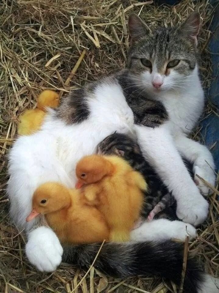 Cat duck. Домашние животные. Котенок и утенок. Котенок и цыпленок. Забота животных о детенышах.